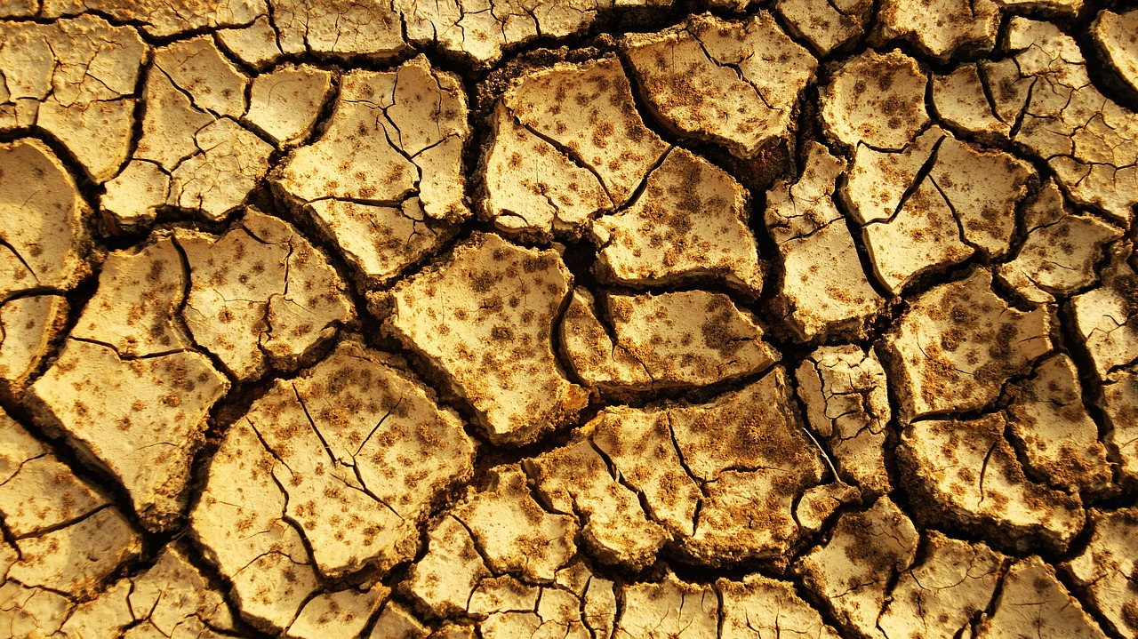 Tips for Creating a Drought-Tolerant Eco-Friendly Landscape